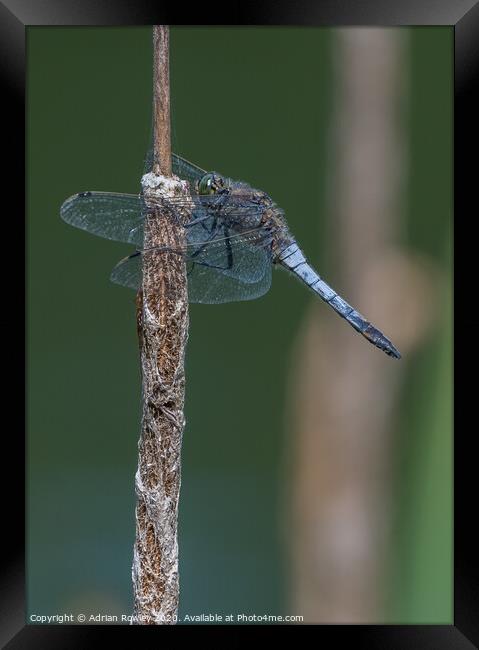 Black Tailed Skimmer Framed Print by Adrian Rowley