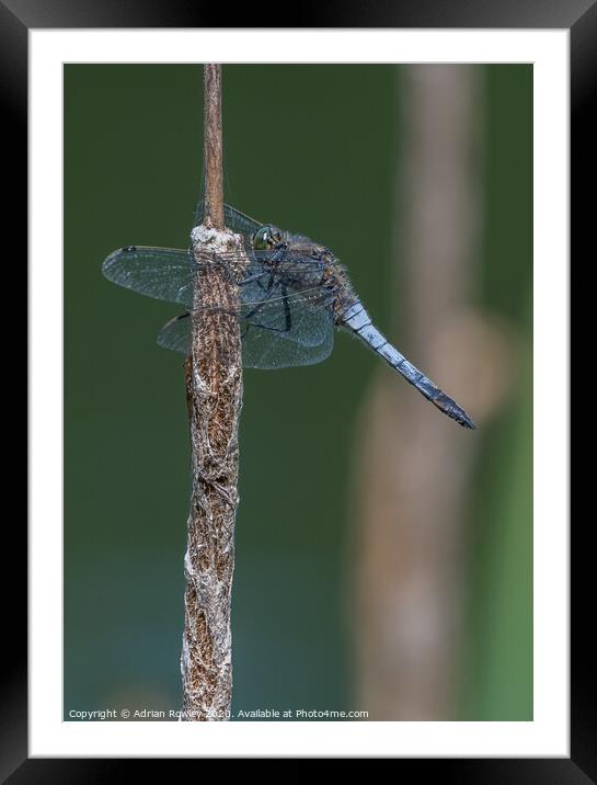 Black Tailed Skimmer Framed Mounted Print by Adrian Rowley