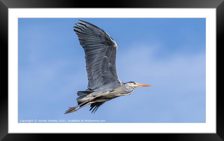 Grey Heron in flight Framed Mounted Print by Adrian Rowley