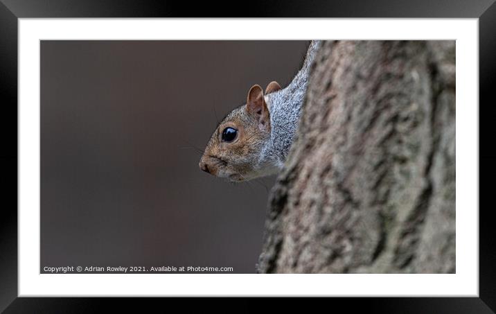 A close up of a grey squirrel  Framed Mounted Print by Adrian Rowley