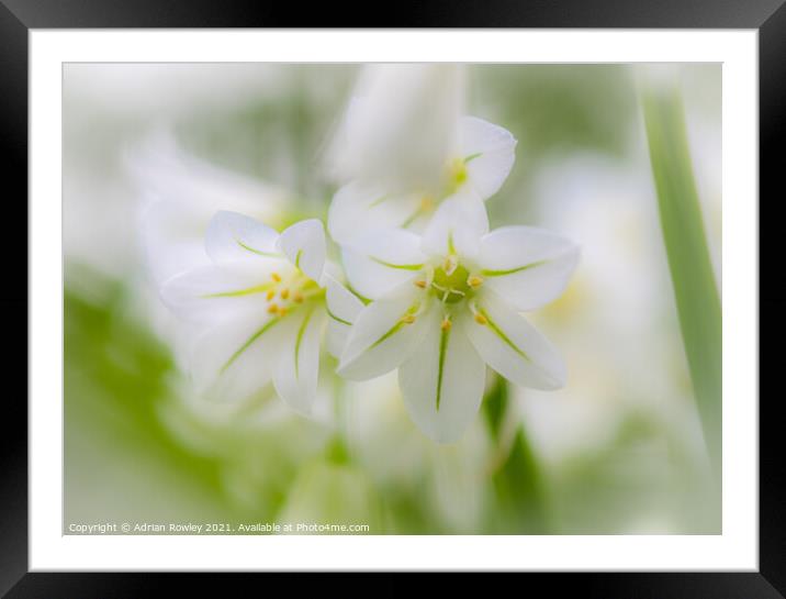 Stinky Lily Framed Mounted Print by Adrian Rowley