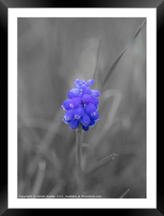 Grape hyacinth Framed Mounted Print by Adrian Rowley