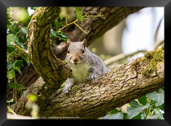 Grey Squirrel Framed Print by Adrian Rowley