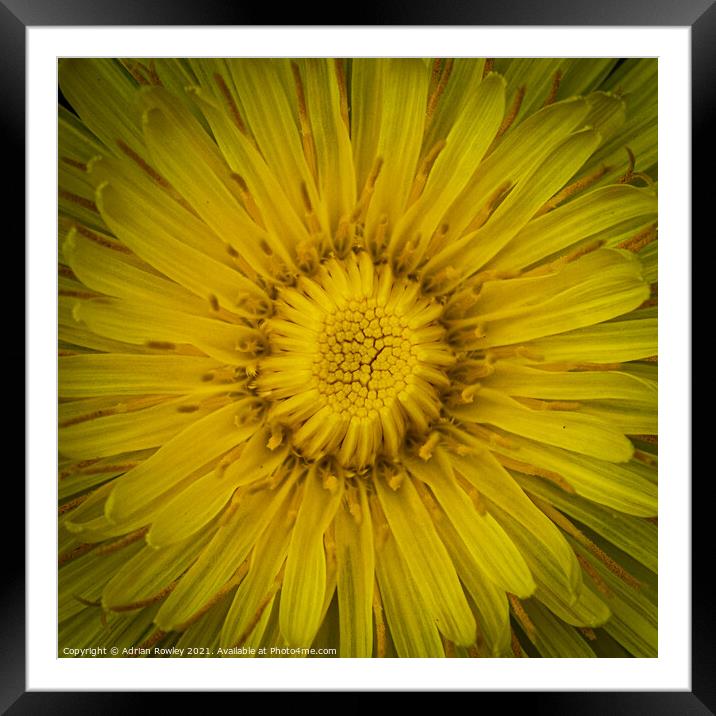 Dandelion flower Framed Mounted Print by Adrian Rowley