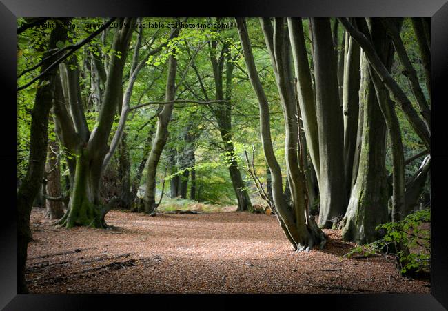 Avenue of Beech Trees Framed Print by Paul Grove