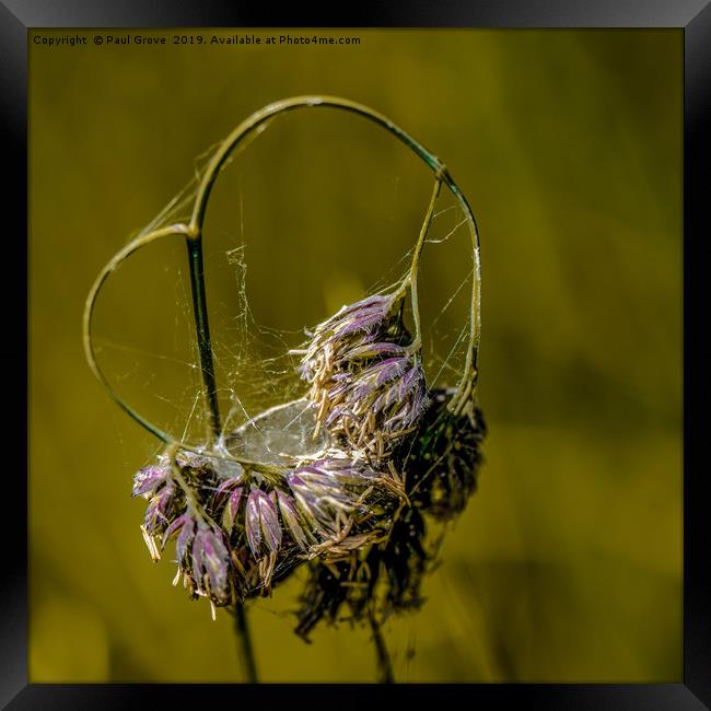 Heart of Grass Framed Print by Paul Grove