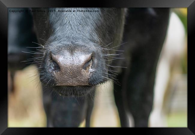 Cow's nose Framed Print by Paul Grove
