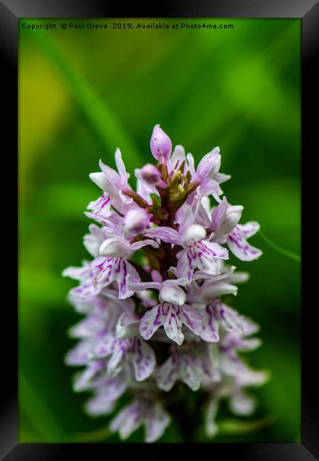 Woodland Orchid Framed Print by Paul Grove