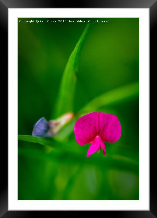 Tiny Meadow flower Framed Mounted Print by Paul Grove