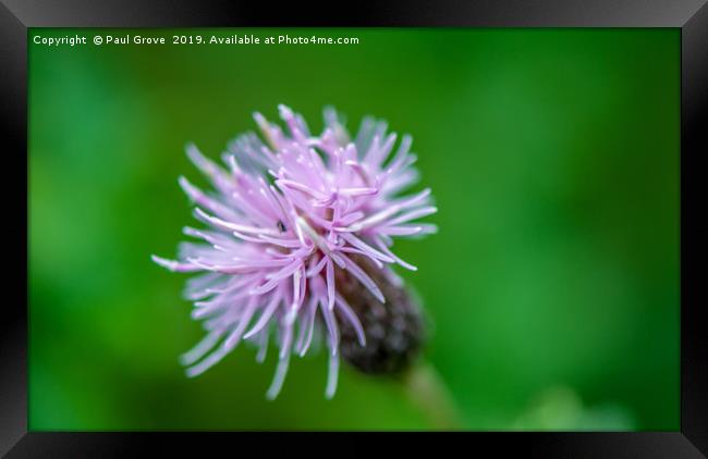 Thistle in Bloom Framed Print by Paul Grove