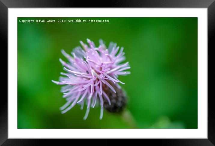 Thistle in Bloom Framed Mounted Print by Paul Grove