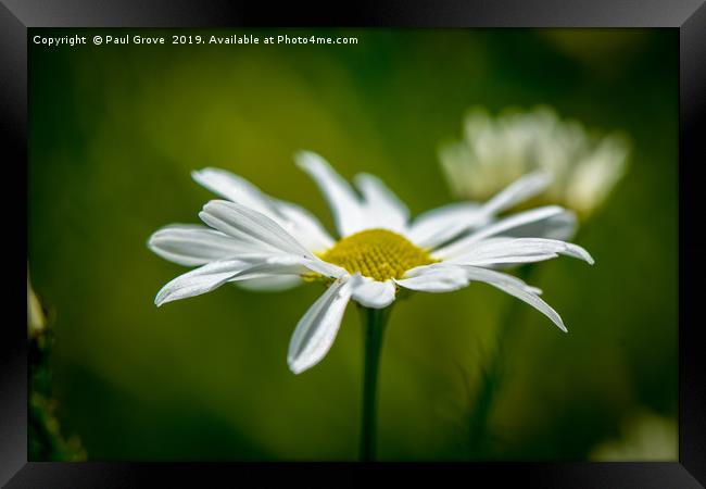 Single Daisy in Full Bloom Framed Print by Paul Grove