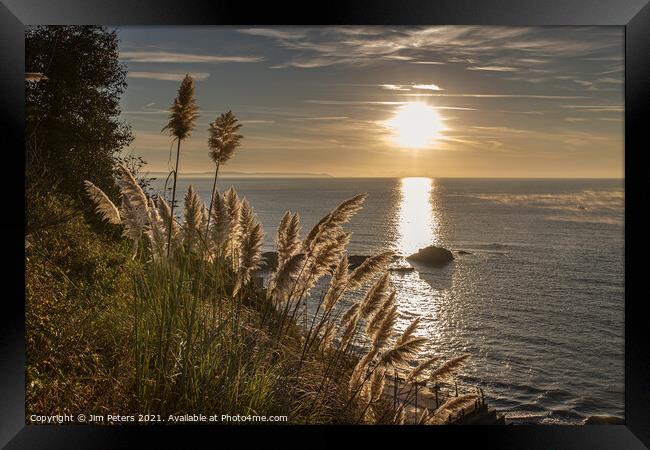 Pampas grass on the Coast path at Looe Framed Print by Jim Peters