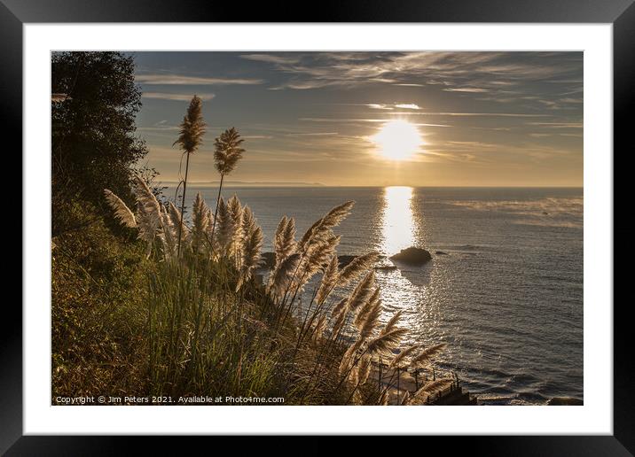 Pampas grass on the Coast path at Looe Framed Mounted Print by Jim Peters