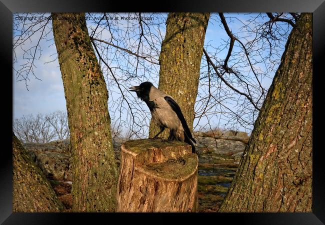 Hooded Crow Cawing on Tree Stump Framed Print by Taina Sohlman