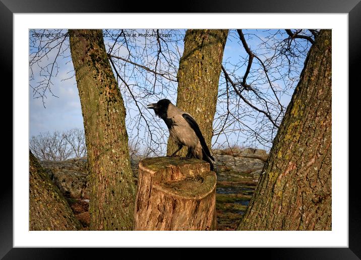Hooded Crow Cawing on Tree Stump Framed Mounted Print by Taina Sohlman