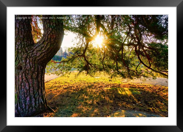 Morning Sun Through Pine Tree Framed Mounted Print by Taina Sohlman