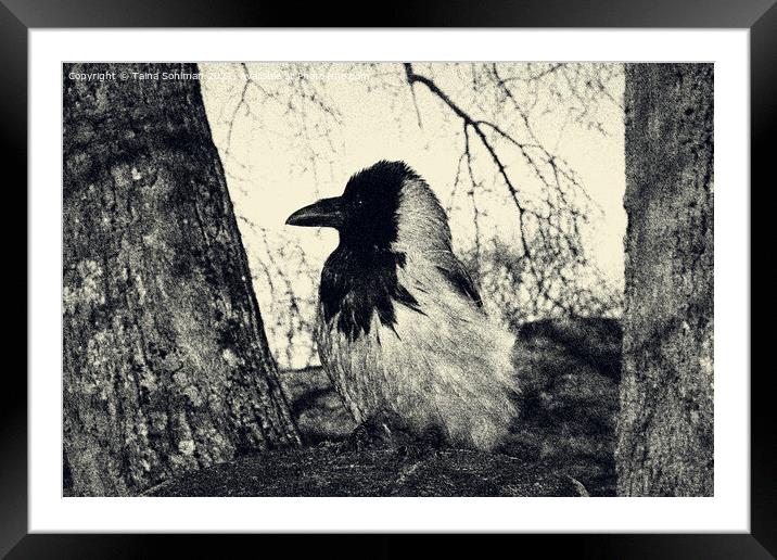 Beautiful Hooded Crow Perched on Tree Stump Framed Mounted Print by Taina Sohlman