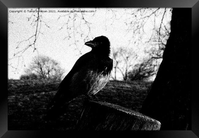 Beautiful Hooded Crow, Corvus Cornix, Drawing Framed Print by Taina Sohlman