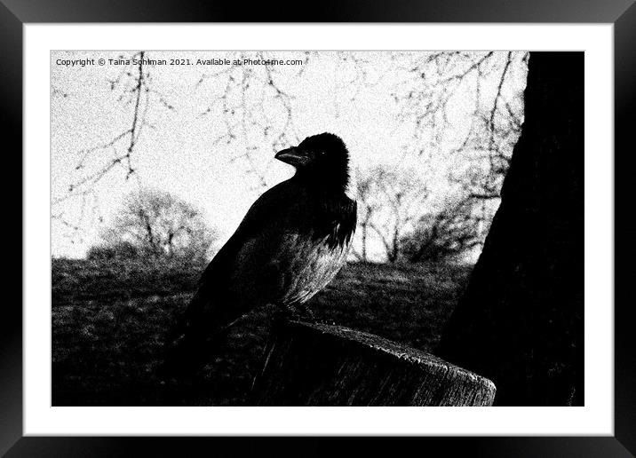 Beautiful Hooded Crow, Corvus Cornix, Drawing Framed Mounted Print by Taina Sohlman