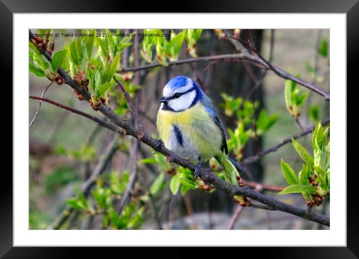 Eurasian Blue Tit Perched on Tree Framed Mounted Print by Taina Sohlman
