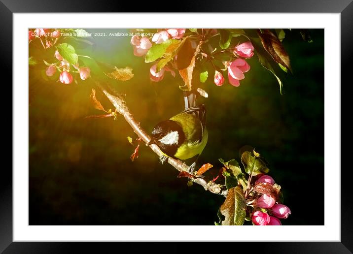 Great Tit, Parus Major, Perched on Tree Framed Mounted Print by Taina Sohlman