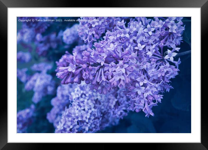 Lilac Flowers in Purple Framed Mounted Print by Taina Sohlman
