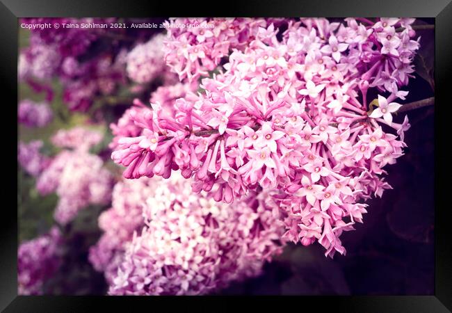 Lilac Flowers in Pink Framed Print by Taina Sohlman