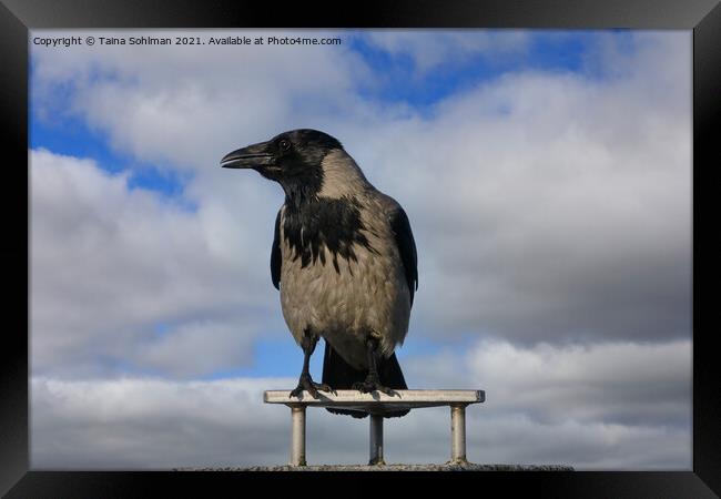 Hooded Crow, Corvus Cornix, Against Sky Framed Print by Taina Sohlman