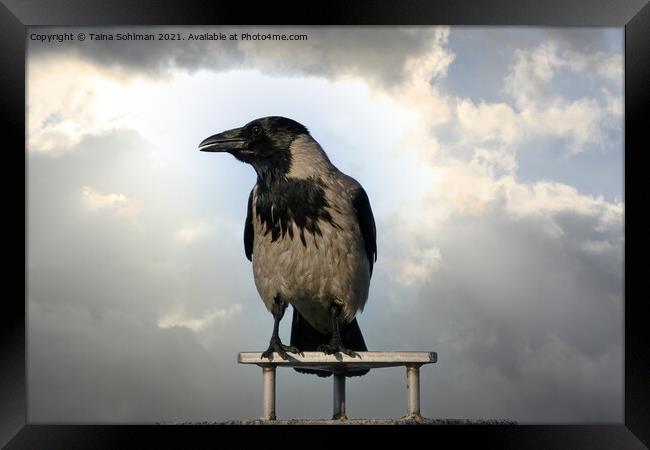 Hooded Crow Against Dramatic Sky Framed Print by Taina Sohlman