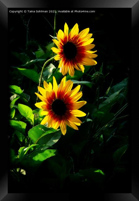 Two Yellow Rudbeckia Flowers in Morning Sunlight Framed Print by Taina Sohlman