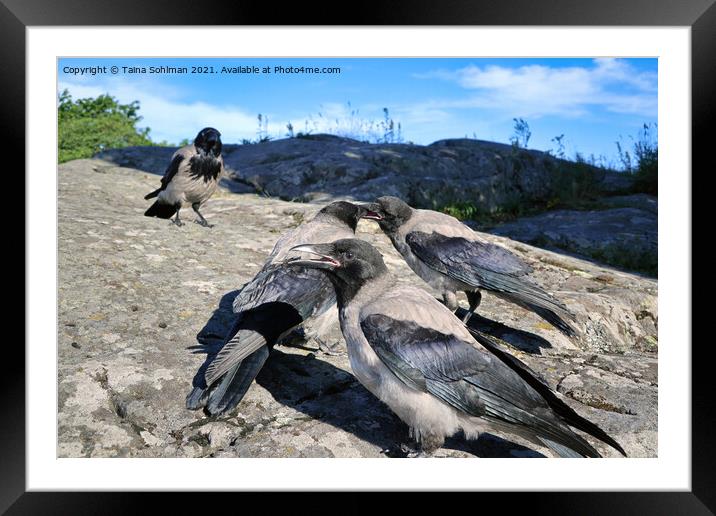 Juvenile Hooded Crows Playing Framed Mounted Print by Taina Sohlman
