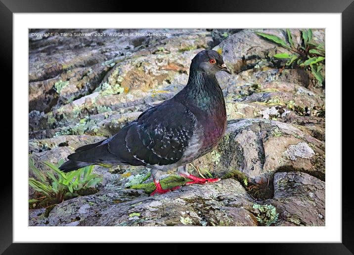 Columba Livia, Rock Pigeon, on a Stroll Framed Mounted Print by Taina Sohlman