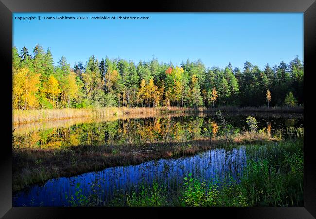 Small Marshland Lake in Fall Colors Framed Print by Taina Sohlman