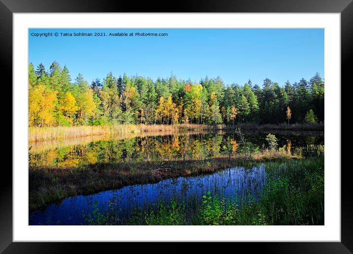 Small Marshland Lake in Fall Colors Framed Mounted Print by Taina Sohlman
