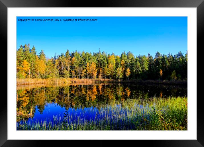 Small Marshland Lake in Autumnal Colors Framed Mounted Print by Taina Sohlman