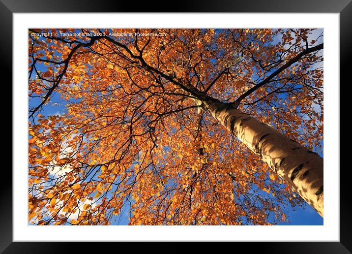 Colorful Birch Tree, Betula, in Autumn Framed Mounted Print by Taina Sohlman