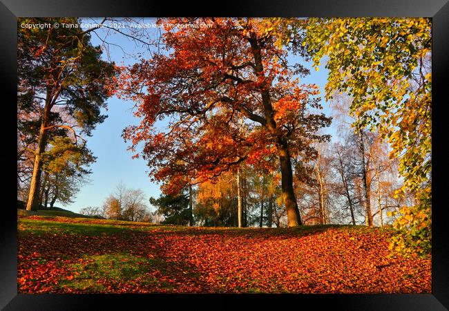 Glowing Trees in October  Framed Print by Taina Sohlman