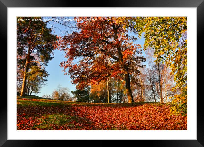 Glowing Trees in October  Framed Mounted Print by Taina Sohlman
