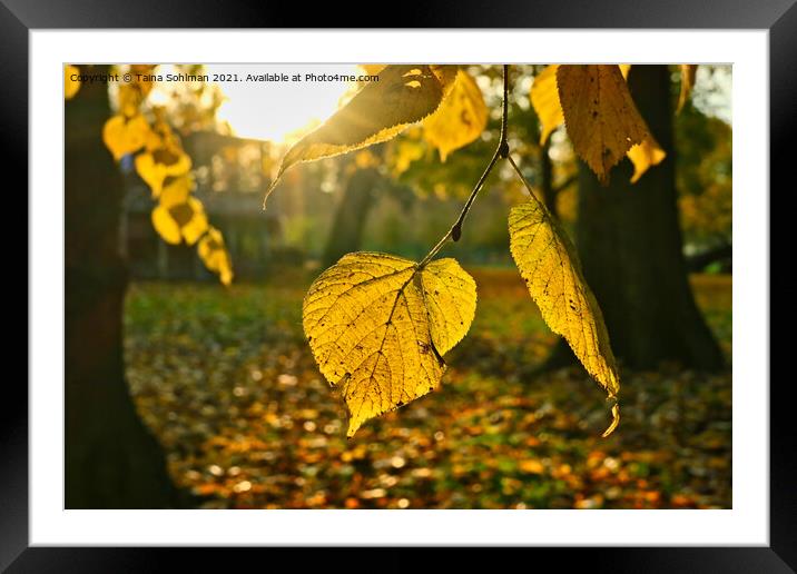 Yellow Linden Tree Leaf in Autumn Sunlight Framed Mounted Print by Taina Sohlman