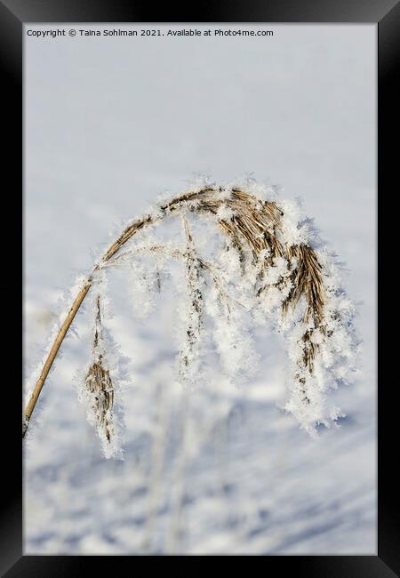 Hoarfrost and Snow over Common Reed Framed Print by Taina Sohlman