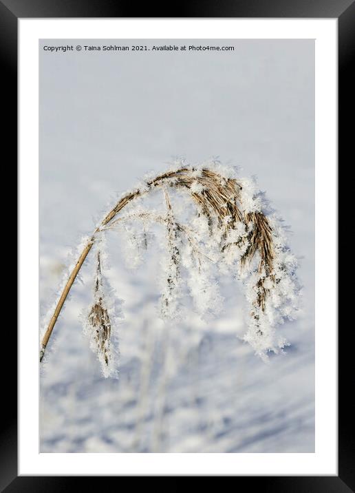 Hoarfrost and Snow over Common Reed Framed Mounted Print by Taina Sohlman