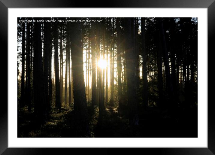 Magic Light in Forest Framed Mounted Print by Taina Sohlman
