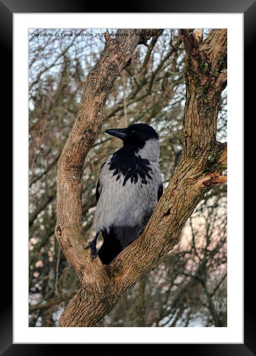 Alert Hooded Crow Perched on Tree Limb Framed Mounted Print by Taina Sohlman