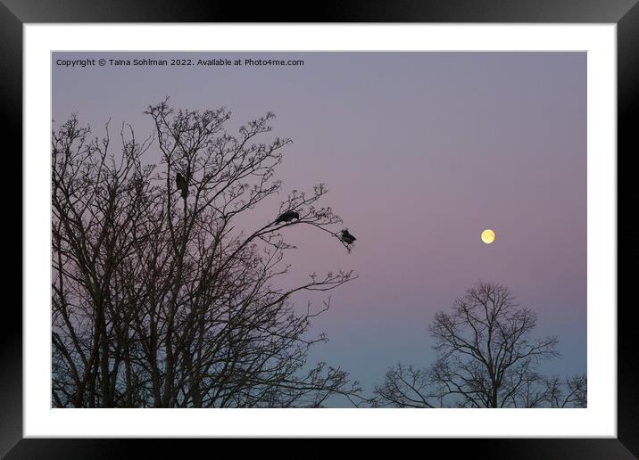 Crows in Morning Moonlight Framed Mounted Print by Taina Sohlman