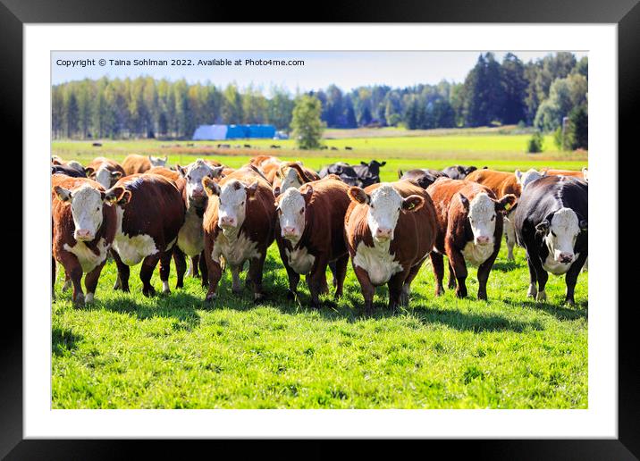 Hereford Cattle Moving Towards Camera  Framed Mounted Print by Taina Sohlman