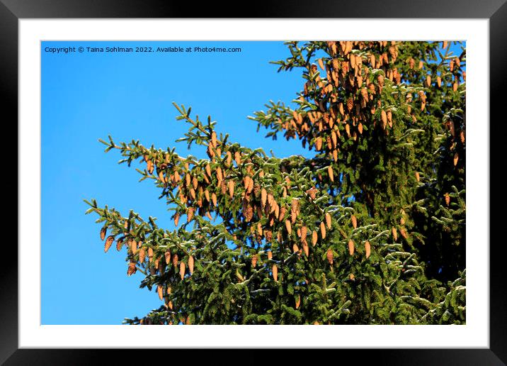 Norway Spruce Tree With Lots of Cones Framed Mounted Print by Taina Sohlman