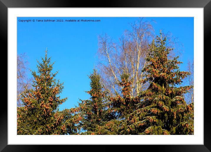 Norway Spruce Trees With Lots of Cones Framed Mounted Print by Taina Sohlman
