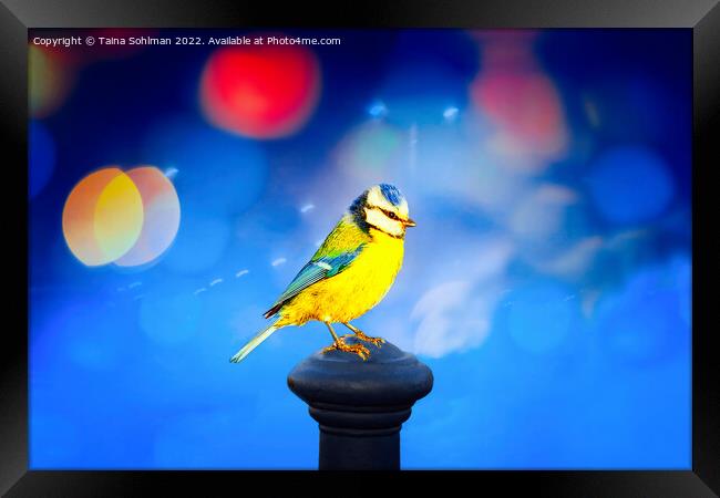 Blue Tit with Blue Bokeh Background Framed Print by Taina Sohlman