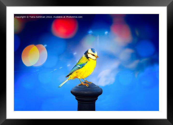 Blue Tit with Blue Bokeh Background Framed Mounted Print by Taina Sohlman